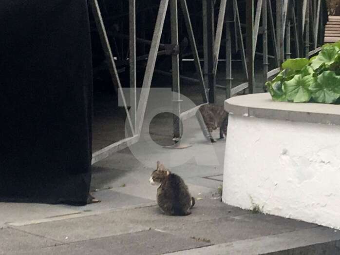 Gato en San Juan (Foto TA)