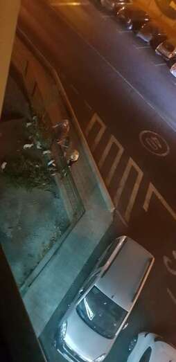 Colonia de felinos en la zona de La Barranquera (Foto TA)