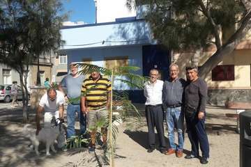 Un flamboyán, nuevo inquilino de la Plaza de Los Pinos en Clavellinas