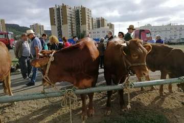 La feria de ganado, atractivo principal de la jornada matutina en Jinámar (Foto Antonio Alí y Francisco Javier Santana)