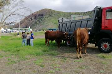 La feria de ganado, atractivo principal de la jornada matutina en Jinámar (Foto Antonio Alí y Francisco Javier Santana)