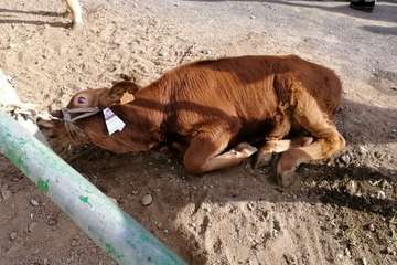 La feria de ganado, atractivo principal de la jornada matutina en Jinámar (Foto Antonio Alí y Francisco Javier Santana)