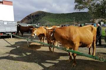 La feria de ganado, atractivo principal de la jornada matutina en Jinámar (Foto Antonio Alí y Francisco Javier Santana)
