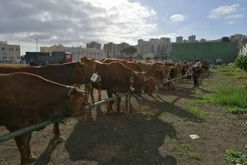 La feria de ganado, atractivo principal de la jornada matutina en Jinámar (Foto Antonio Alí y Francisco Javier Santana)
