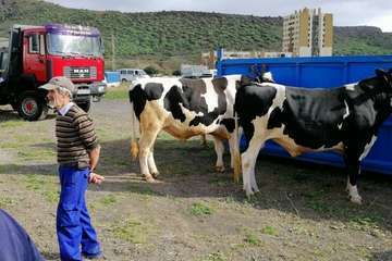 La feria de ganado, atractivo principal de la jornada matutina en Jinámar (Foto Antonio Alí y Francisco Javier Santana)
