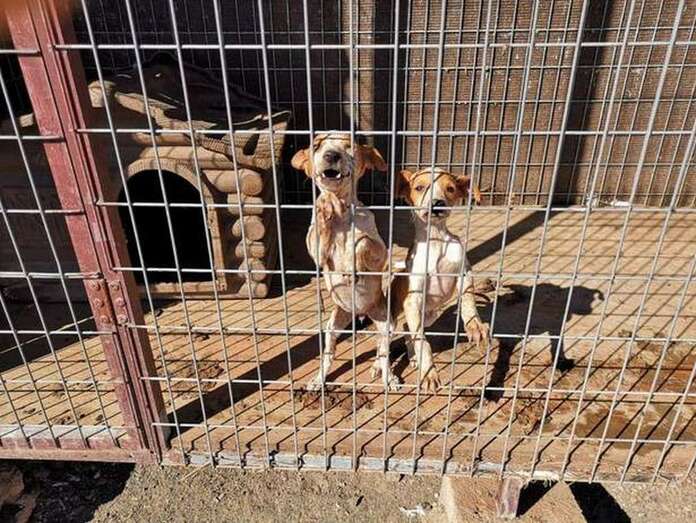 Los dos cachorros de podenco en la jaula que los protege (Foto TA)