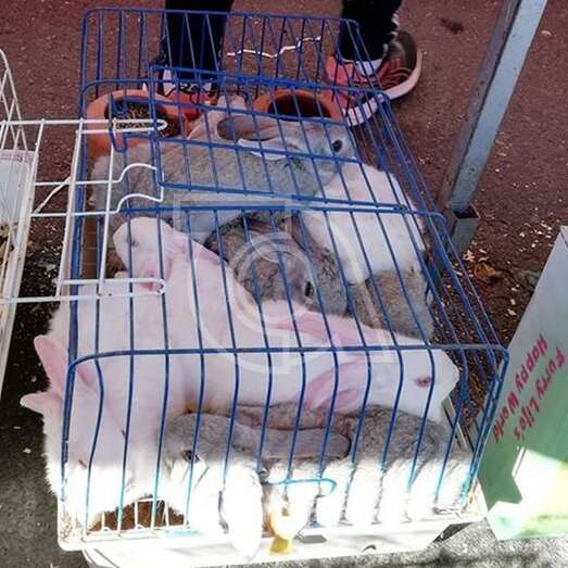 Imagen de la jaula con los conejos hacinados (Foto TA)