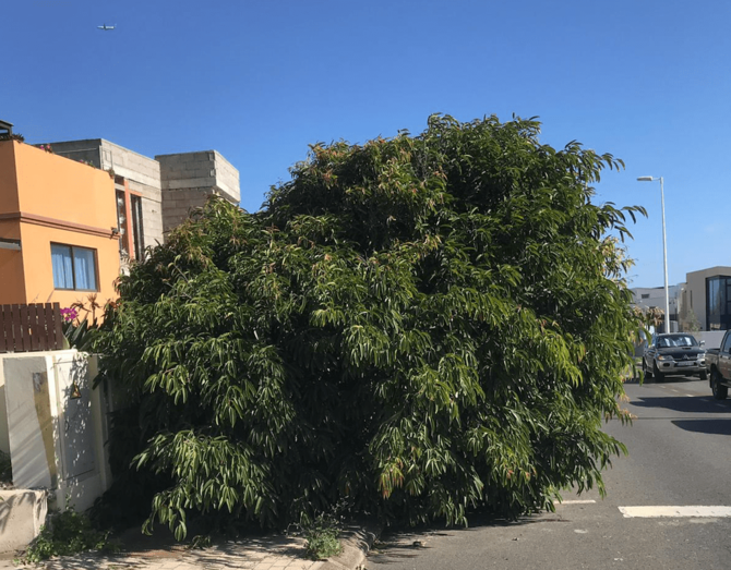 Los arbustos invaden los espacios reservados para los peatones (Foto TA)