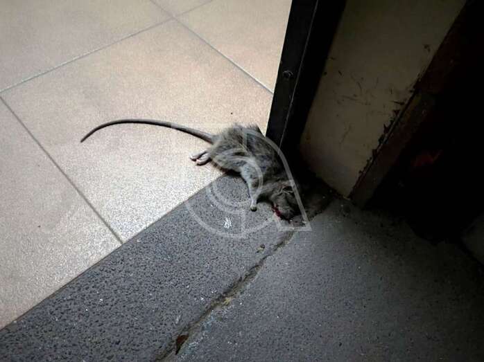 Rata muerta en la puerta del baño de los hombres (Foto TA)