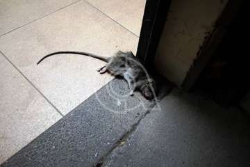 Rata muerta en los aseos del parque urbano de San Juan (Foto TA)