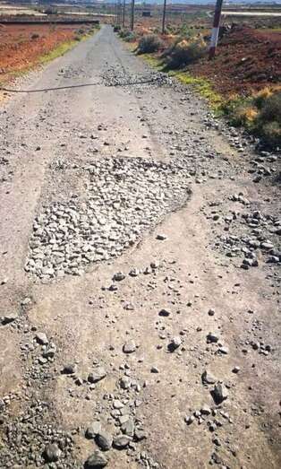 Bache en el camino de El Cardonal (Foto TA)