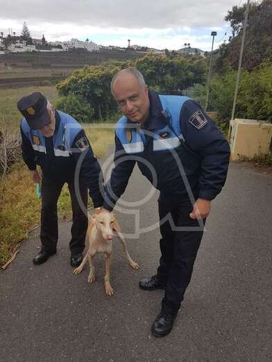 Agentes de la Policía Local con el perro podenco que estaba deambulando por El Goro (Foto TA)