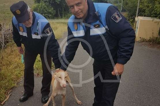 La Policía Local de Telde rescata un perro podenco que llevaba días perdido por El Goro (Foto TA)