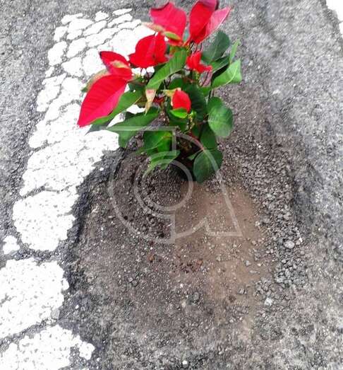 Macetero colocado hoy en un paso de peatones de Clavellinas (Foto TA)