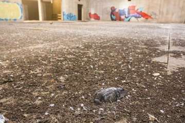 Estado de abandono del inacabado Palacio de la Cultura de Telde (Foto TA y Borja Suárez/C7)