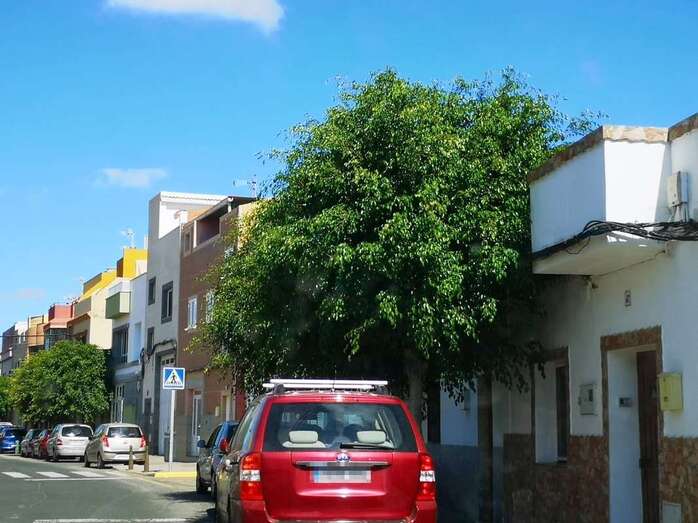 Las ramas tienen prácticamente sitiadas a las viviendas y comercios de la calle Roque Nublo (Foto TA)