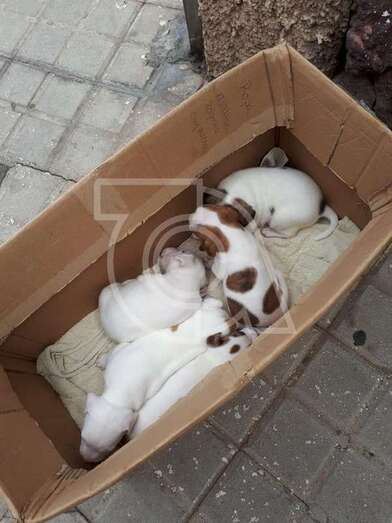 Los perros hallados en el interior de una caja (Foto TA)