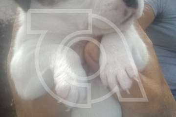 Una nueva camada de cinco perros, abandonados en Telde (Foto TA)