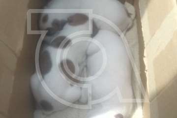 Una nueva camada de cinco perros, abandonados en Telde (Foto TA)