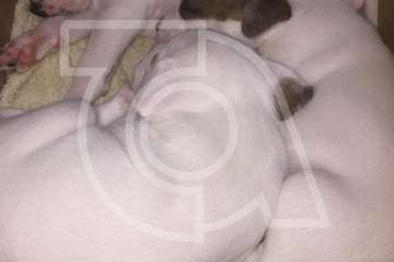 Una nueva camada de cinco perros, abandonados en Telde (Foto TA)