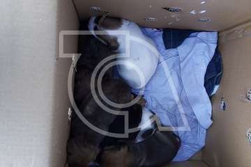  Nuevo abandono de seis crías de perros en el sector de El Roque (Foto TA)