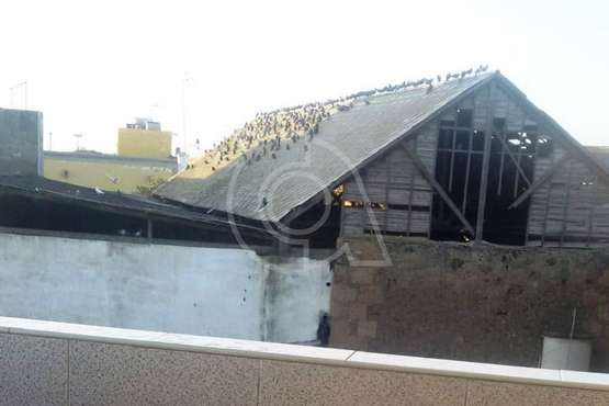 Palomar en una nave municipal abandonada en el casco histórico de Telde (Foto TA)