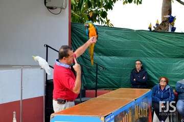 El espectáculo de aves exóticas de Paco Plumas se exhibe en La Breña (Foto FJS)