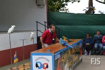 El espectáculo de aves exóticas de Paco Plumas se exhibe en La Breña (Foto FJS)