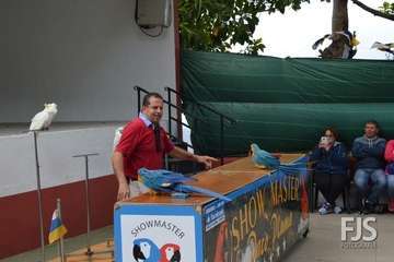 El espectáculo de aves exóticas de Paco Plumas se exhibe en La Breña (Foto FJS)
