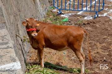 La Breña despide sus fiestas hasta el próximo año (Foto Francisco Javier Santana)