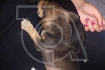 Los vecinos rescatan dos crías de perro abandonadas en un contenedor en Marpequeña (Foto TA)