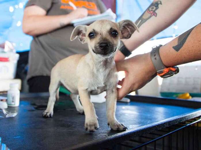 Esterilización de un perro (Foto TA)