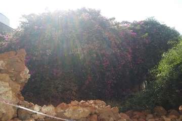 Un antiguo muro, un riesgo para personas en la calle Congreso (Foto TA)
