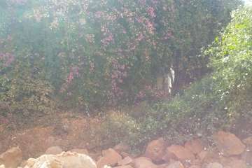 Un antiguo muro, un riesgo para personas en la calle Congreso (Foto TA)