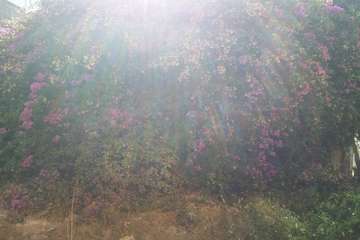 Un antiguo muro, un riesgo para personas en la calle Congreso (Foto TA)