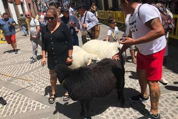 Romería ofrenda a la Virgen del Pino (Foto TA y Antonio Alí)