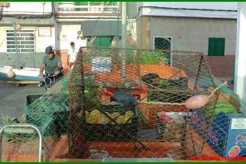 Romería de la playa de Ojos de Garza en honor del Santo Cristo (Foto TF y TA)