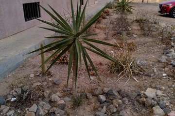 El Calero Bajo, paraíso de la basura y el descuido institucional (Foto TA)