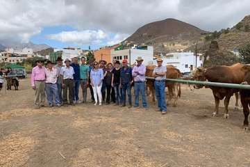 Feria de Ganado de las fiestas del Pilar del Valle de los Nueve (Foto TA)