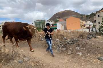 Feria de Ganado de las fiestas del Pilar del Valle de los Nueve (Foto TA)