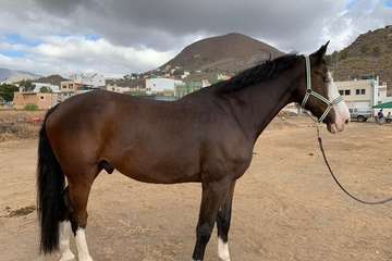 Feria de Ganado de las fiestas del Pilar del Valle de los Nueve (Foto TA)