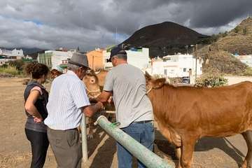Feria de Ganado de las fiestas del Pilar del Valle de los Nueve (Foto TA)