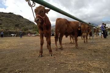 Feria de Ganado de las fiestas del Pilar del Valle de los Nueve (Foto TA)