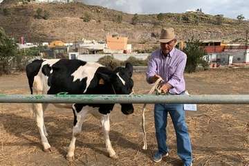 Feria de Ganado de las fiestas del Pilar del Valle de los Nueve (Foto TA)