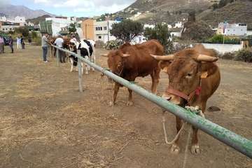 Feria de Ganado de las fiestas del Pilar del Valle de los Nueve (Foto TA)