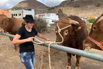 Feria de Ganado de las fiestas del Pilar del Valle de los Nueve (Foto TA)