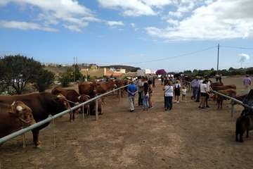 Feria de Ganado de las fiestas del Pilar del Valle de los Nueve (Foto TA)