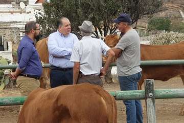 Feria de Ganado de las fiestas del Pilar del Valle de los Nueve (Foto TA)