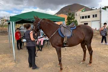 Feria de Ganado de las fiestas del Pilar del Valle de los Nueve (Foto TA)
