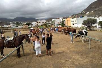Feria de Ganado de las fiestas del Pilar del Valle de los Nueve (Foto TA)